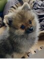 マニ ネイル ケア 京都店(mani nail CARE)&nbsp;我が家の愛犬。休日はいつも一緒にのんびり過ごしてます