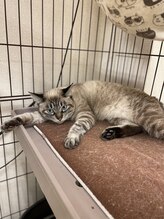 癒し日和 プラスにゃんこ 行徳店&nbsp;くどう♀ 