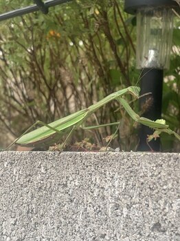 ここつ漢方薬店 二俣川院/目が合いました