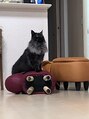 ヴィー(VII)&nbsp;ライオンキングごっこしている愛猫ちゃん(=^x^=)笑