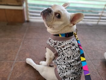 クッカ(kukka)/看板犬がいます