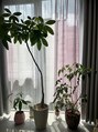 フレイヤ 銀座店(FREJA)&nbsp;観葉植物が好きで、お家に可愛い子が5ついます♪