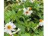 妊活卒業続々！【さし草蒸し】40分￥5000