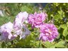(2025年スペシャル）ローズBeauty Oil Treatment　幸福感をもたらす香り
