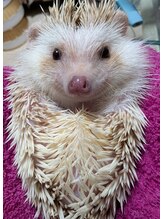 ハリーハリー(Harry&Harry) 谷川 藍