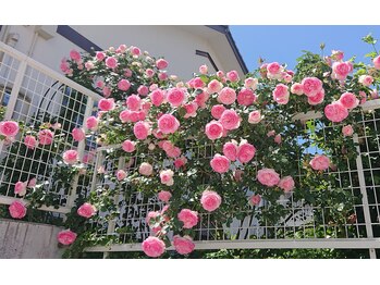 ひろこの整体療術院/女性専用サロン初夏はバラが目印