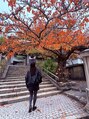 仙豆のちから 心斎橋店 紅葉は京都へ♪