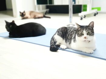 モイサ(MOISA)/猫カフェ気分で