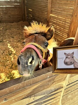 モンゴル式リラクゼーション　癒しのおうち/看板子馬　ハニー　