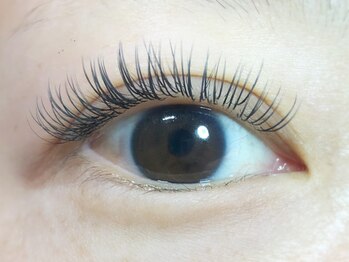 ニジュウバンチ クダマツ(20Banchi Kudamatsu)/フラットラッシュ120本