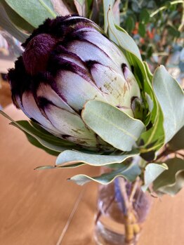 わたなべ整体院/院内の植物10