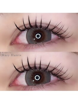 メアリーハリス 姪浜(Mary Harris)/ フラットラッシュ 120本