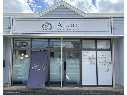 アジュガ(Ajuga)の写真