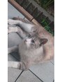 ハヤト整体院&nbsp;のんびり過ごしている野良猫さん