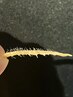 フェイシャルWax
