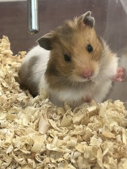 ほぐしはうす/ハムスタースタッフ居ます。