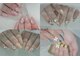 エルネイル(ailes nail.)の写真