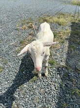 モンゴル式リラクゼーション　癒しのおうち/看板子ヤギ　ジャンジャン