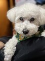 セレノ 橋本(Sereno) 我が家の愛犬、白いトイプードルのモコちゃんです。