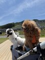 ミホロ 恵比寿(Mihoro) 愛犬ゆずとおと♪トイプードルとパピマルの2匹飼ってます。
