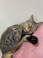 キャンアイドレッシー 町田 猫ちゃん溺愛です!!毎日一緒に寝てくれるにゃんこです♪