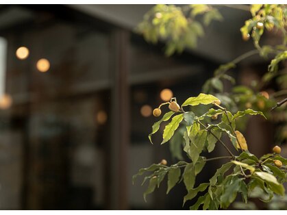 ブランチ(branch)の写真