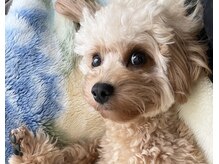 キー(Kii)の雰囲気（自宅サロンのため犬がいます！苦手な方はすみませんm(._.)m）