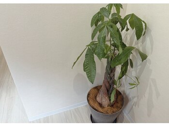 メルナ(Melna)/店内には観葉植物も♪