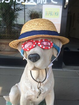 さかがみ整体院/看板犬がお出迎えします！