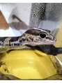 プライム 板橋(PRIME) 2匹のトカゲを飼っています♪爬虫類好きな方お話ししましょう!