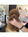 チョコバリ 中目黒店(chocobari) 実家の犬 らんくん