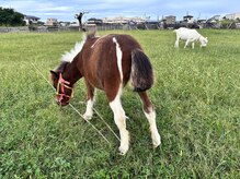 モンゴル式リラクゼーション　癒しのおうち/牧場