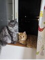 アロマ(A ROMA) 家の愛猫たちです♪