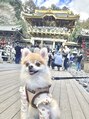 ディト 仙台クリスロード店(ditto)&nbsp;愛犬チワポメの"こまめ"です！［仙台/まつ毛パーマ/アイブロウ］