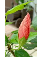 ヨウジョウ庵 船橋塚田(yojo庵)/エントランスを彩る仲間たち