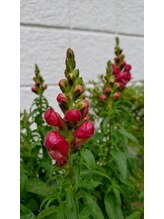 ヨウジョウ庵 船橋塚田(yojo庵)/エントランスを彩る仲間たち