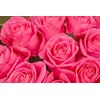 ピンクローズ(Pink Rose)のお店ロゴ