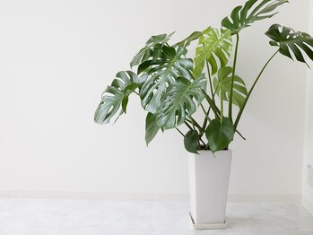 整え屋 レッド(RED)/阿波座/本町/小顔矯正/美容整体