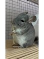 ルシェルアイ&nbsp;最近、チンチラの音くんをお迎えしました♪モチモチふわふわ＾＾