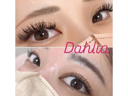 ダリア(Dahlia)の写真