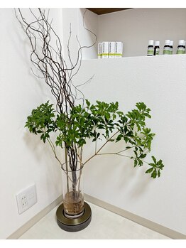 カルム(calme)/雲龍柳と馬酔木