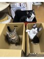 大地堂治療院&nbsp;私のこよなく愛している猫たちです。