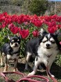 ルミナステラ(LuminaStella) 休みの日は愛犬とお出かけして癒されてます☆