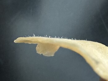 ニーマルイチ(201)/フェイスワックス