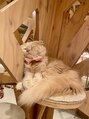 仙豆のちから 心斎橋店 癒されたい時は猫カフェに行きます