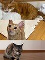 ルノア(Lunoa)&nbsp;実家でねこちゃん3匹飼っています！一番の癒しです♪