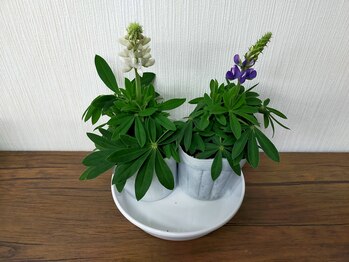 新月/ルピナス