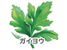 ヨサパーク ラグーン 新大久保(YOSA PARK lagoon)/ガイヨウ(キク科)