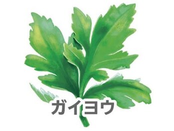 ヨサパーク ラグーン 新大久保(YOSA PARK lagoon)/ガイヨウ(キク科)