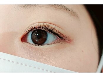 ルピナス(Lupinus)/フラットラッシュ120本